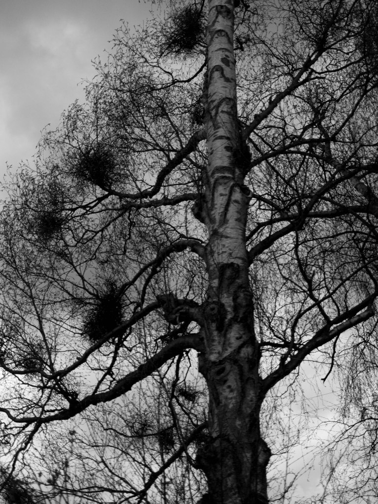 Crows nest tree